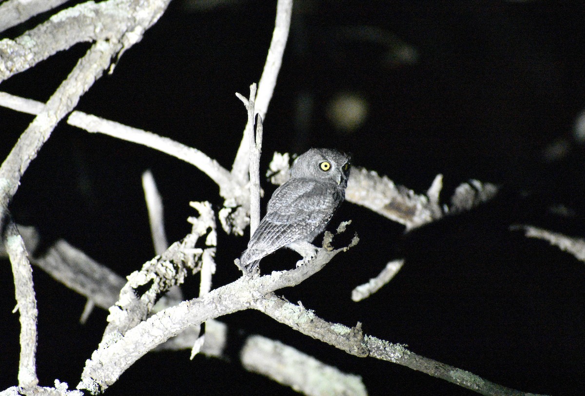 Western Screech-Owl - ML109172221