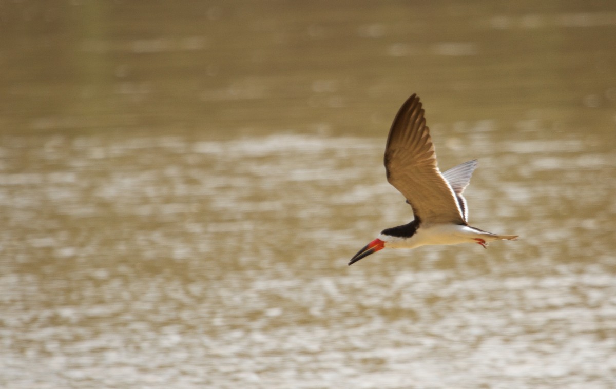 Black Skimmer - ML109172401