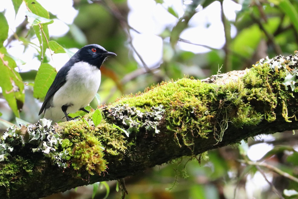 Pygmy Cuckooshrike - ML109172661