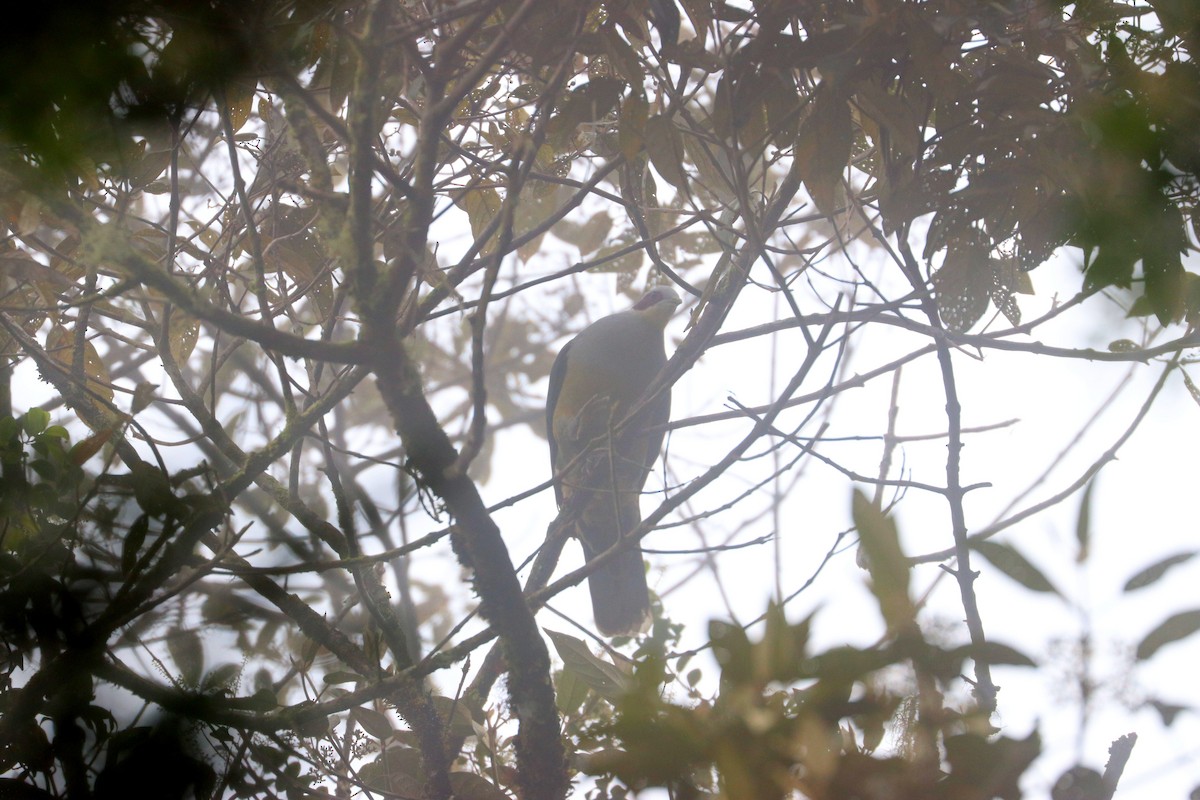 Red-eared Fruit-Dove - ML109172751