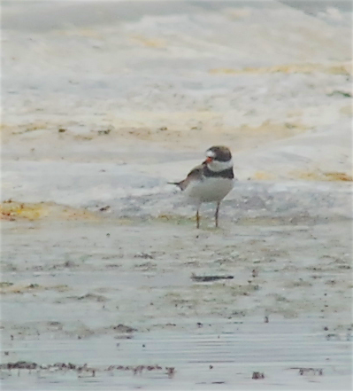 Semipalmated Plover - ML109173021