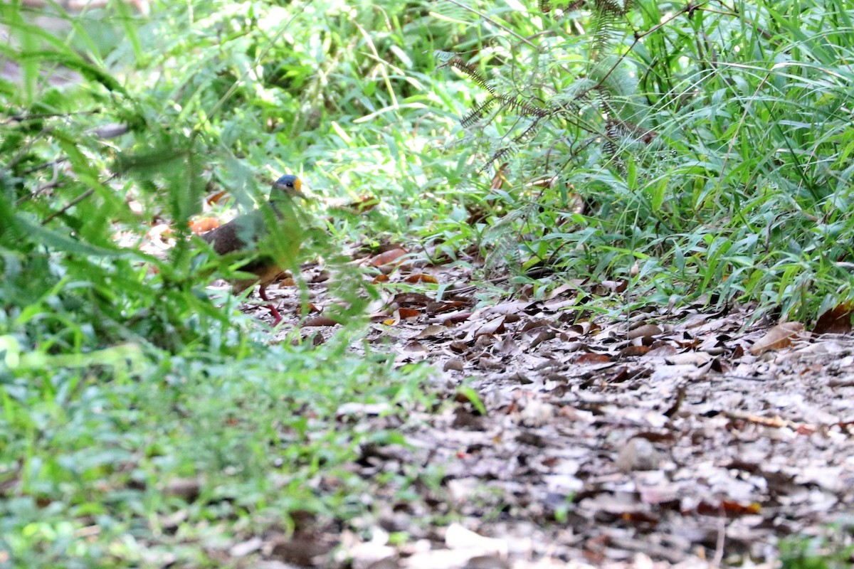 Sulawesi Ground Dove - ML109173111