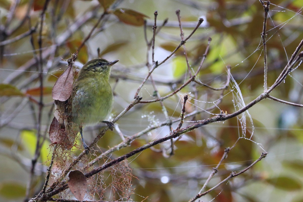 Mosquitero de Célebes - ML109173191