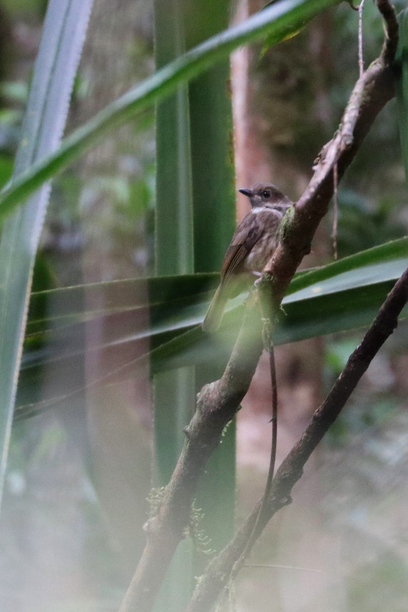 Sulawesi Brown Flycatcher - ML109173351