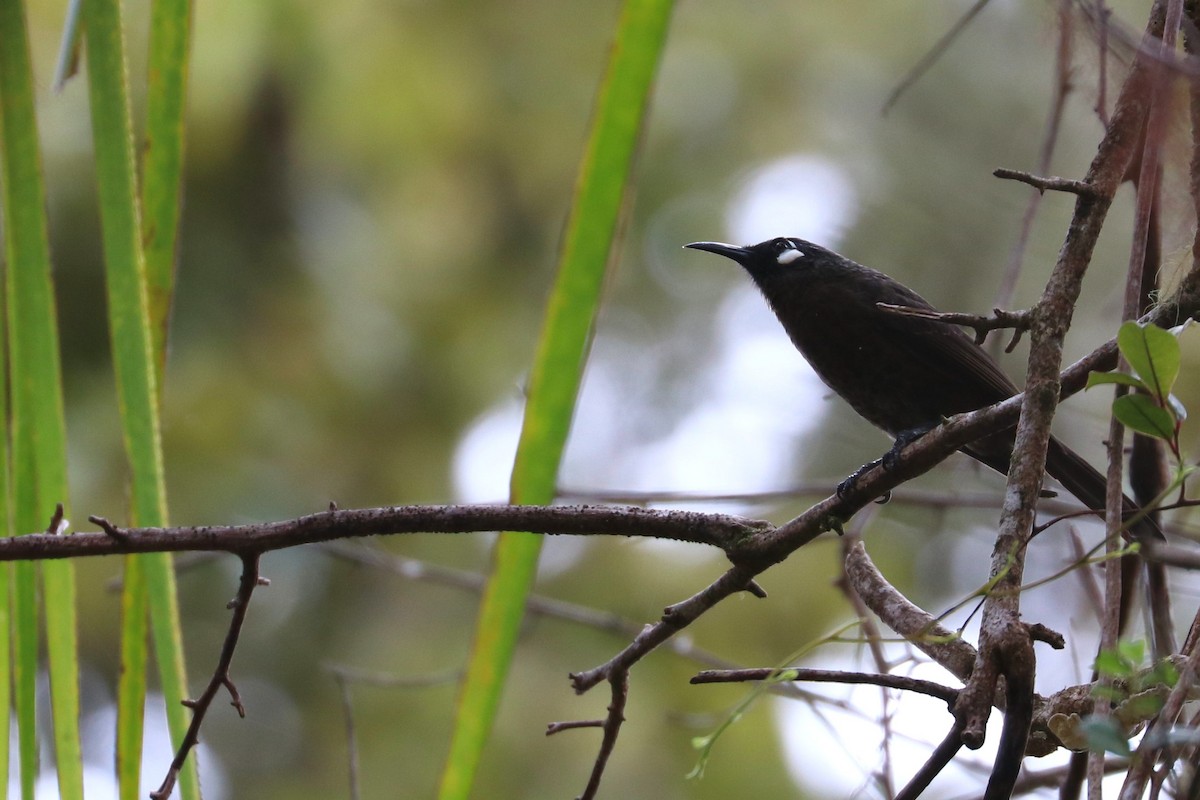 White-eared Myza - ML109173641