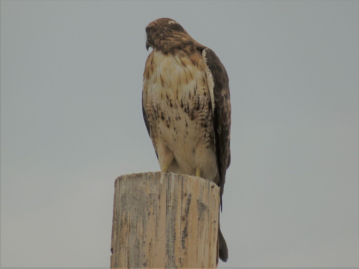 Red-tailed Hawk - ML109174661