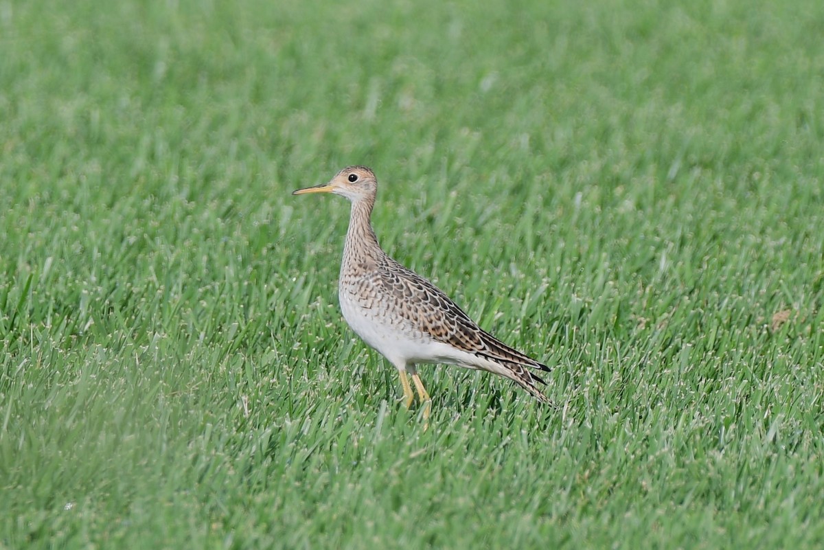 Upland Sandpiper - ML109177491