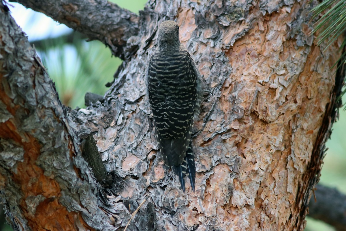 Williamson's Sapsucker - ML109177531