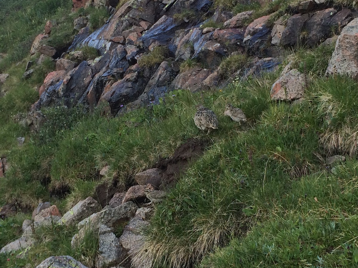 White-tailed Ptarmigan - ML109178451