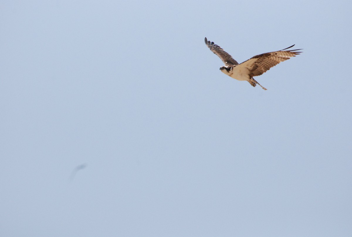 Osprey - ML109178471