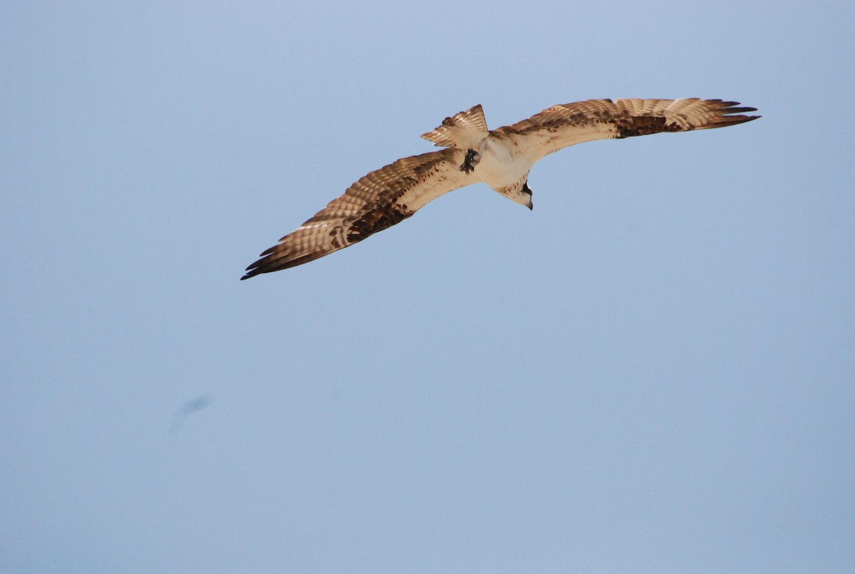 Balbuzard pêcheur - ML109178491