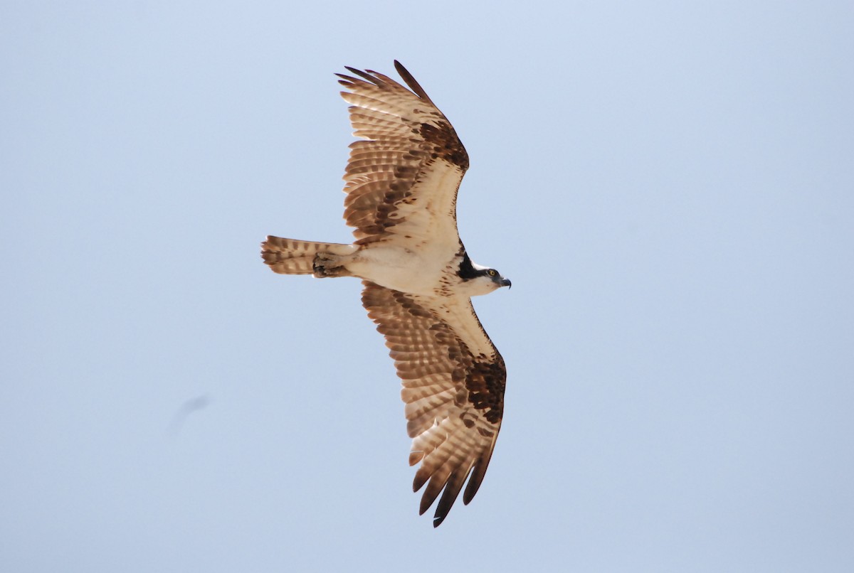 Balbuzard pêcheur - ML109178511