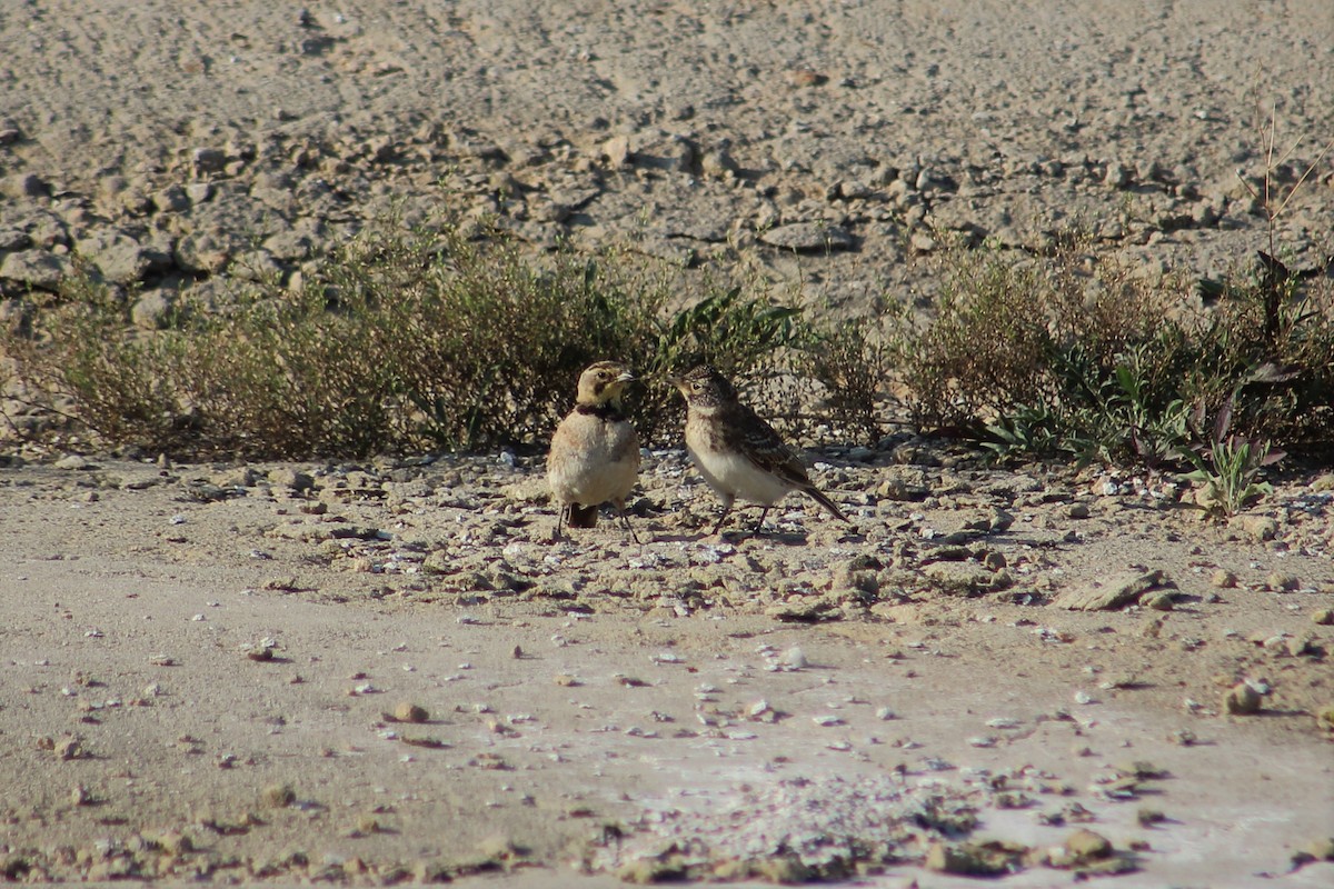 Horned Lark - ML109179761