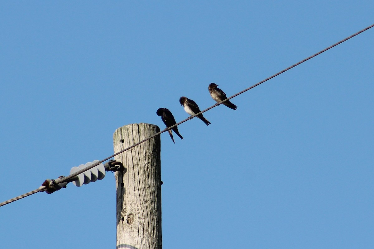 Purple Martin - ML109179791