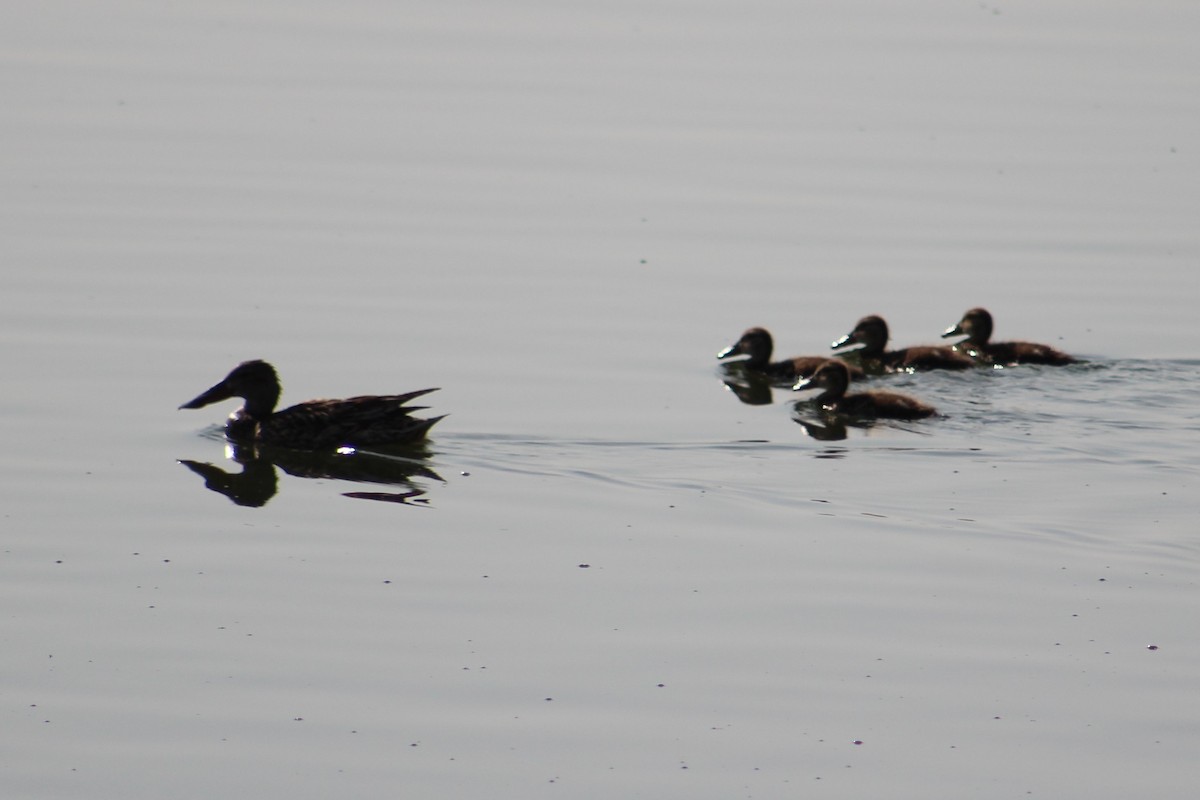 Northern Shoveler - ML109179851