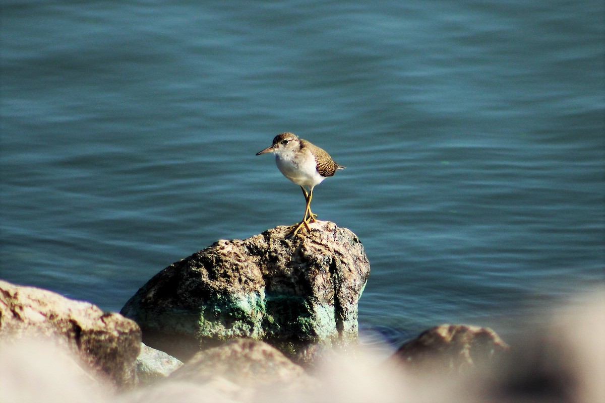 Spotted Sandpiper - ML109180021