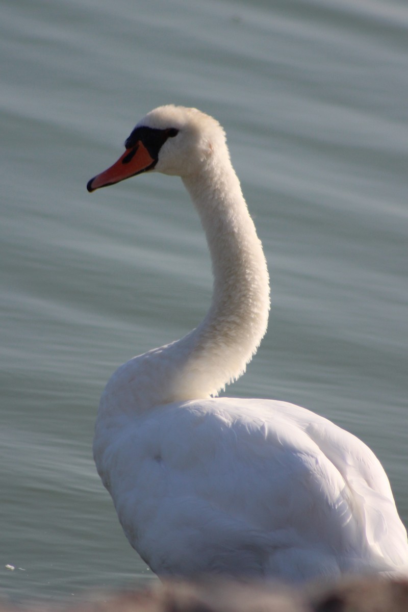 Mute Swan - ML109180081