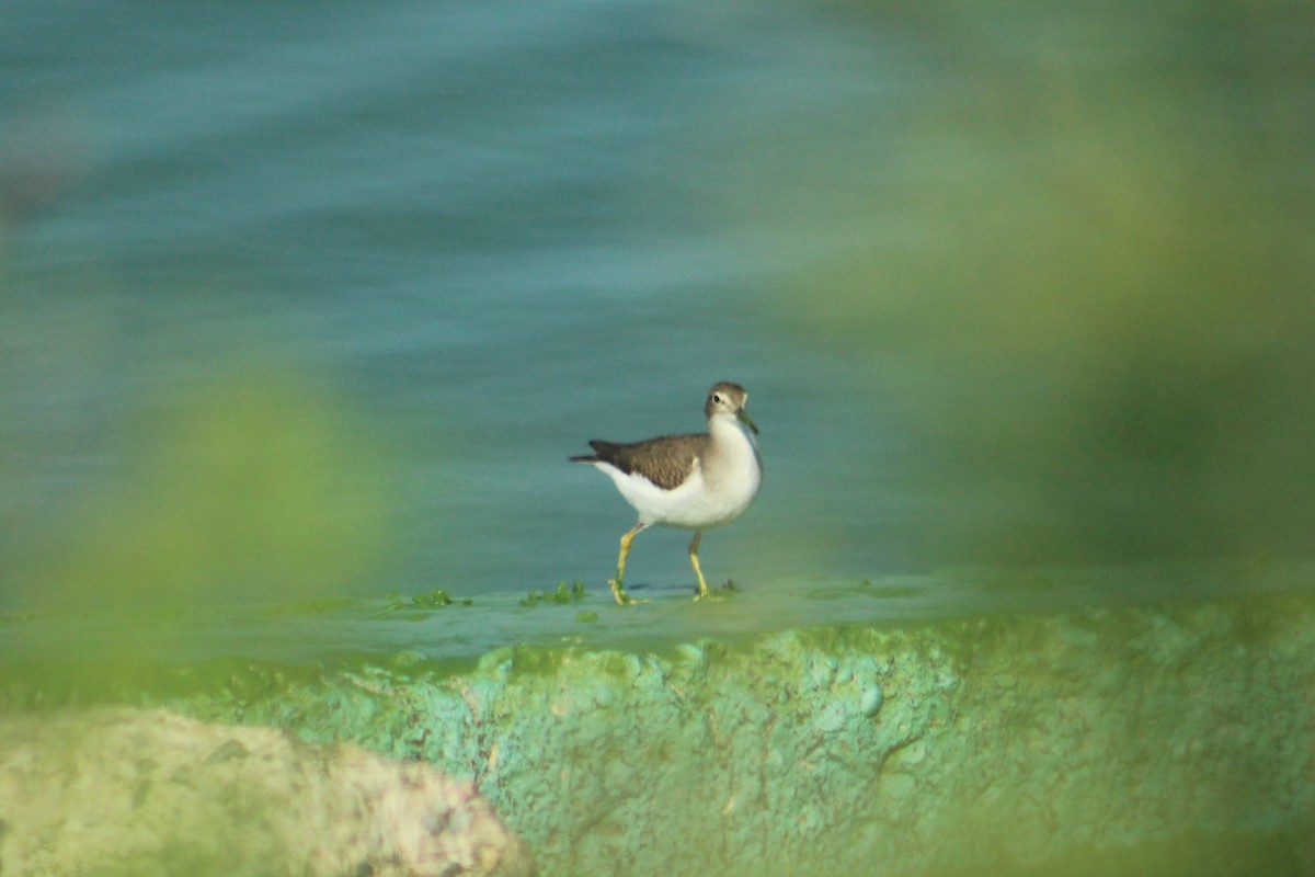 Spotted Sandpiper - ML109180141