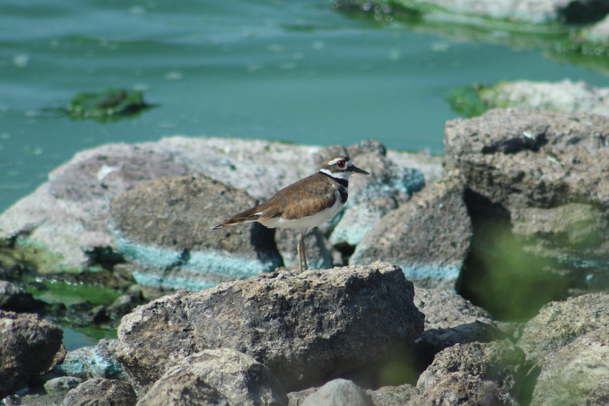 Killdeer - ML109180301