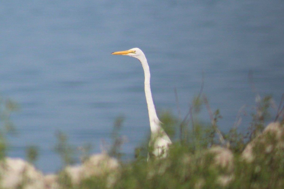 Great Egret - ML109180381