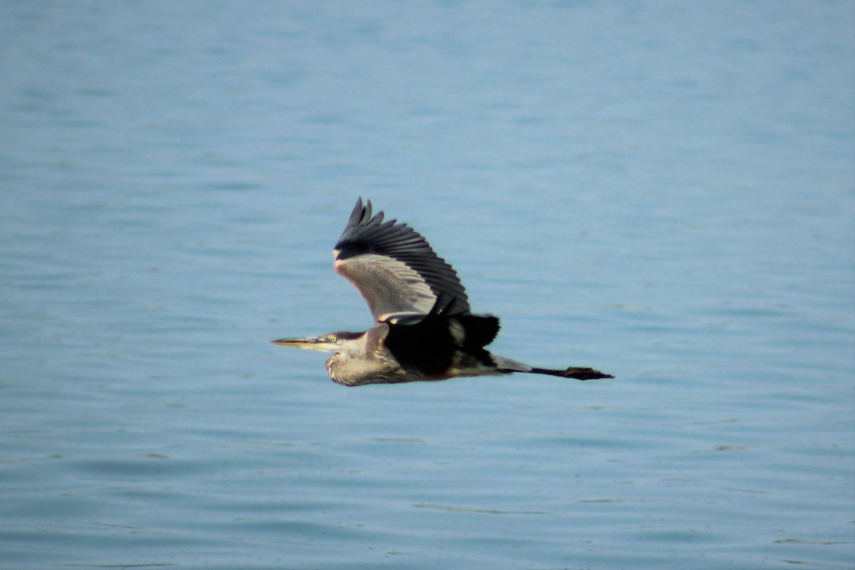 Great Blue Heron - ML109180431