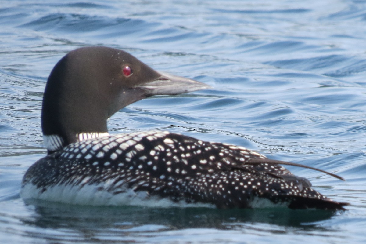 Common Loon - Mike Blancher