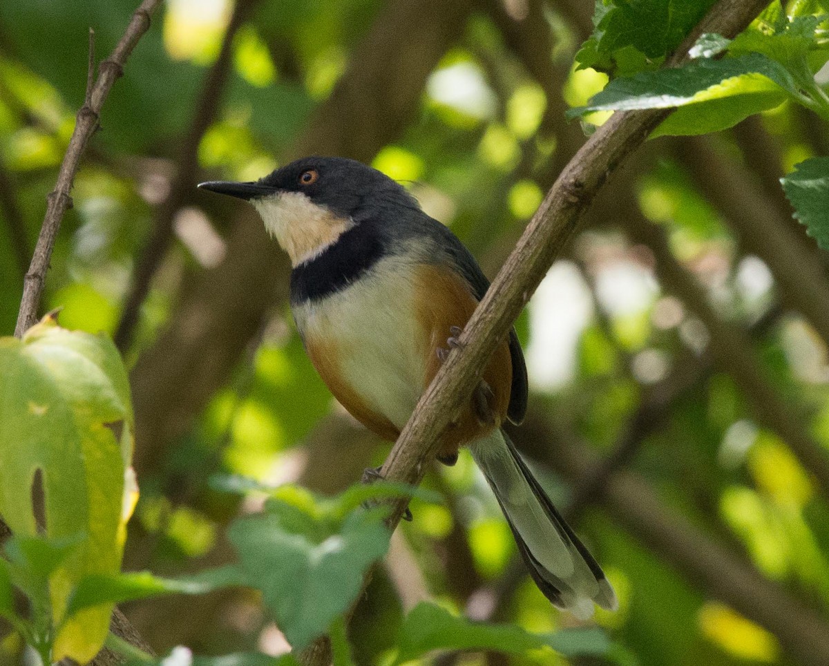 Black-collared Apalis - Simon Carter