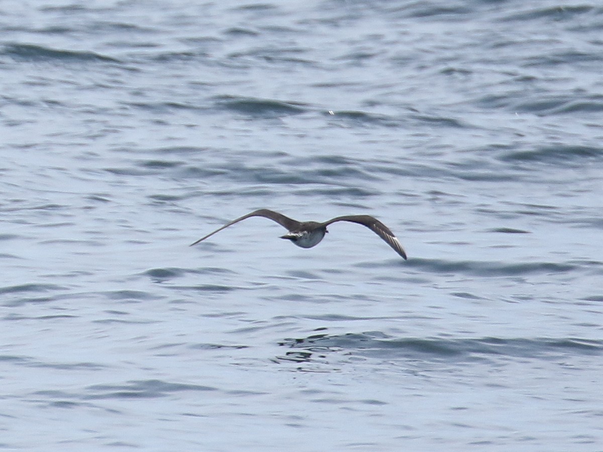 Parasitic Jaeger - ML109183971