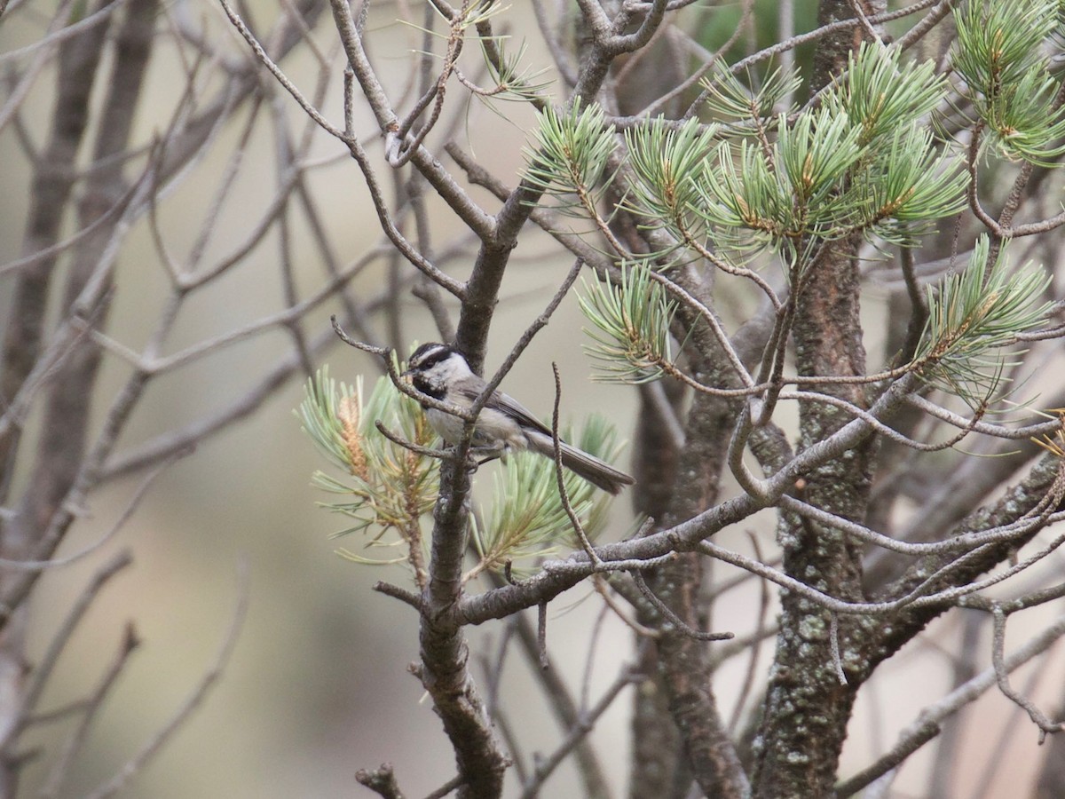 Mountain Chickadee - Eric Carpenter