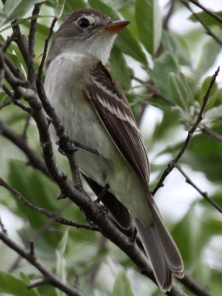 Willow Flycatcher - ML109184581