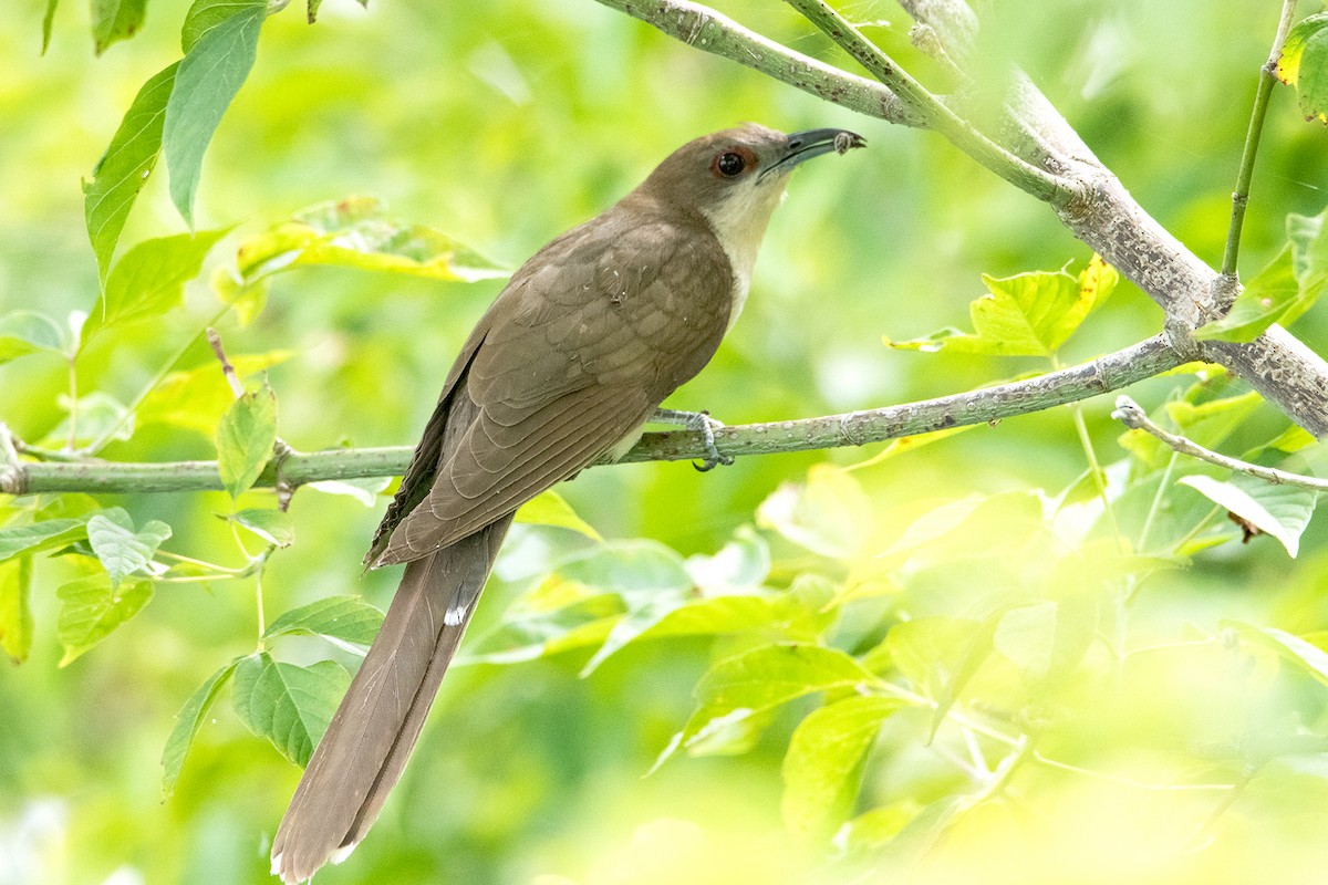 Black-billed Cuckoo - ML109185721