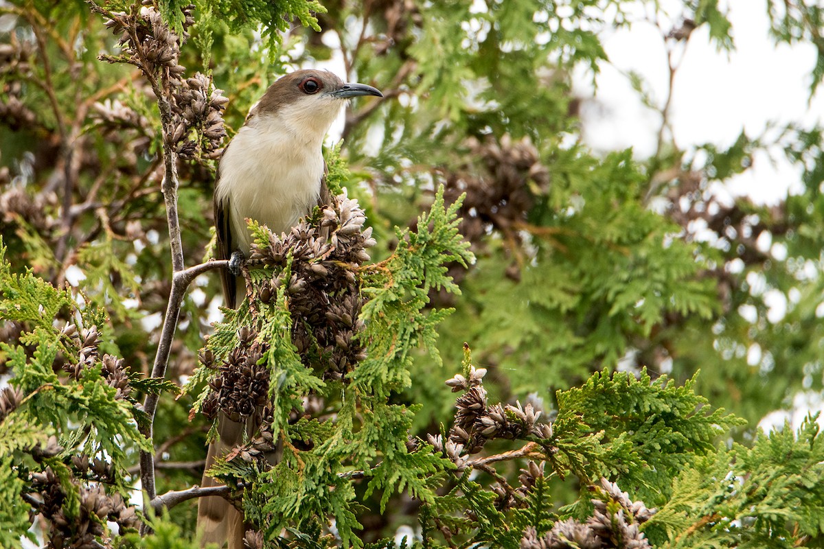 Black-billed Cuckoo - ML109185771