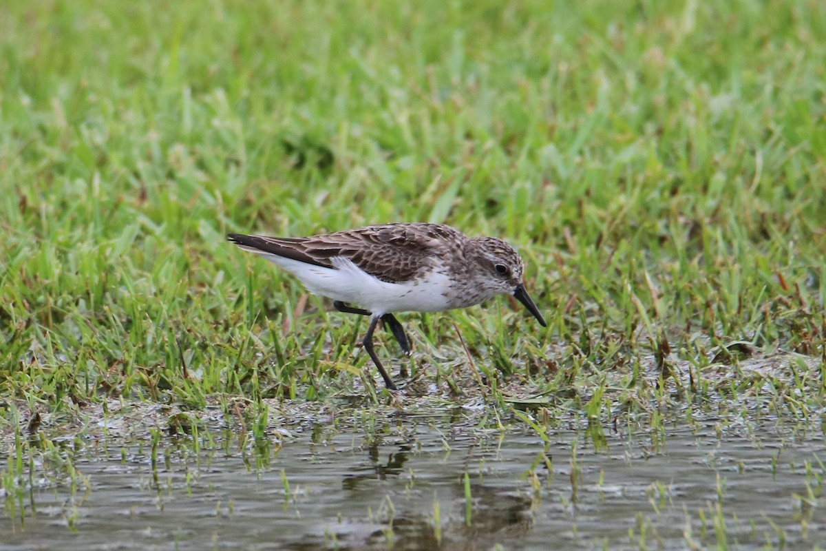 Semipalmated Sandpiper - ML109188161