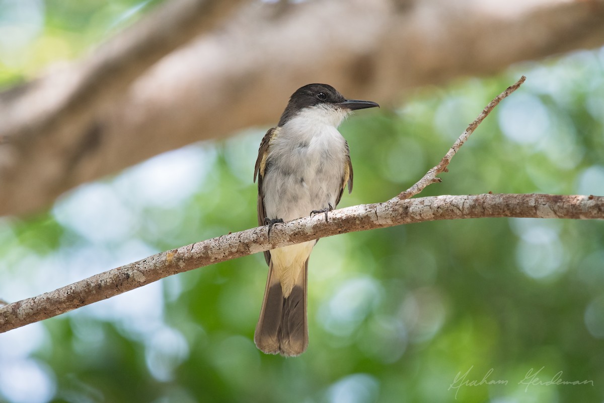 Loggerhead Kingbird - Graham Gerdeman