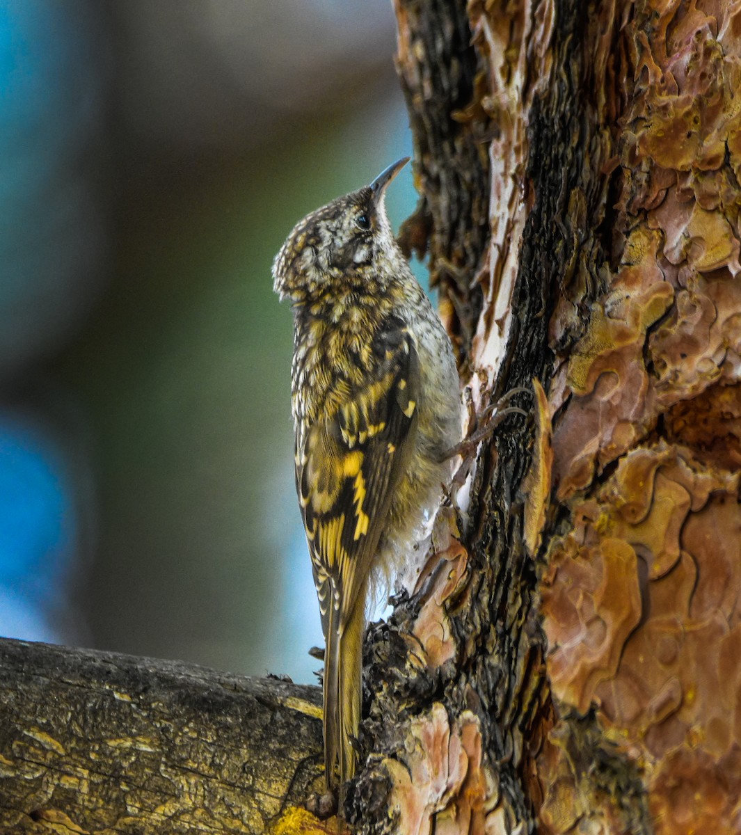 Brown Creeper - ML109189261