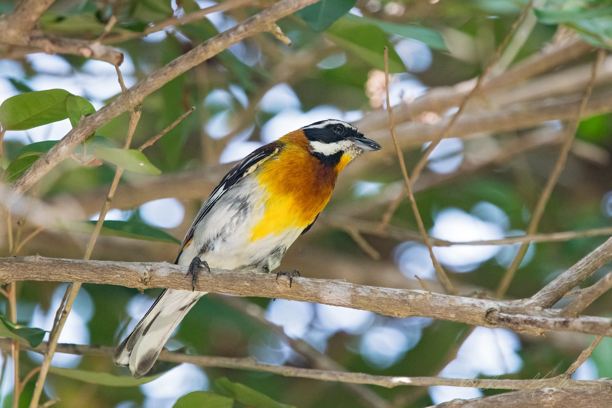 Western Spindalis - Graham Gerdeman