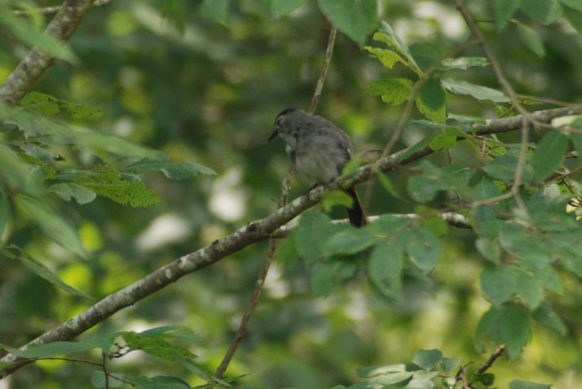 Gray Catbird - ML109189791