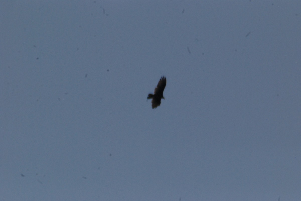 Turkey Vulture - ML109189851