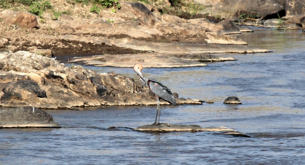 Goliath Heron - ML109190271