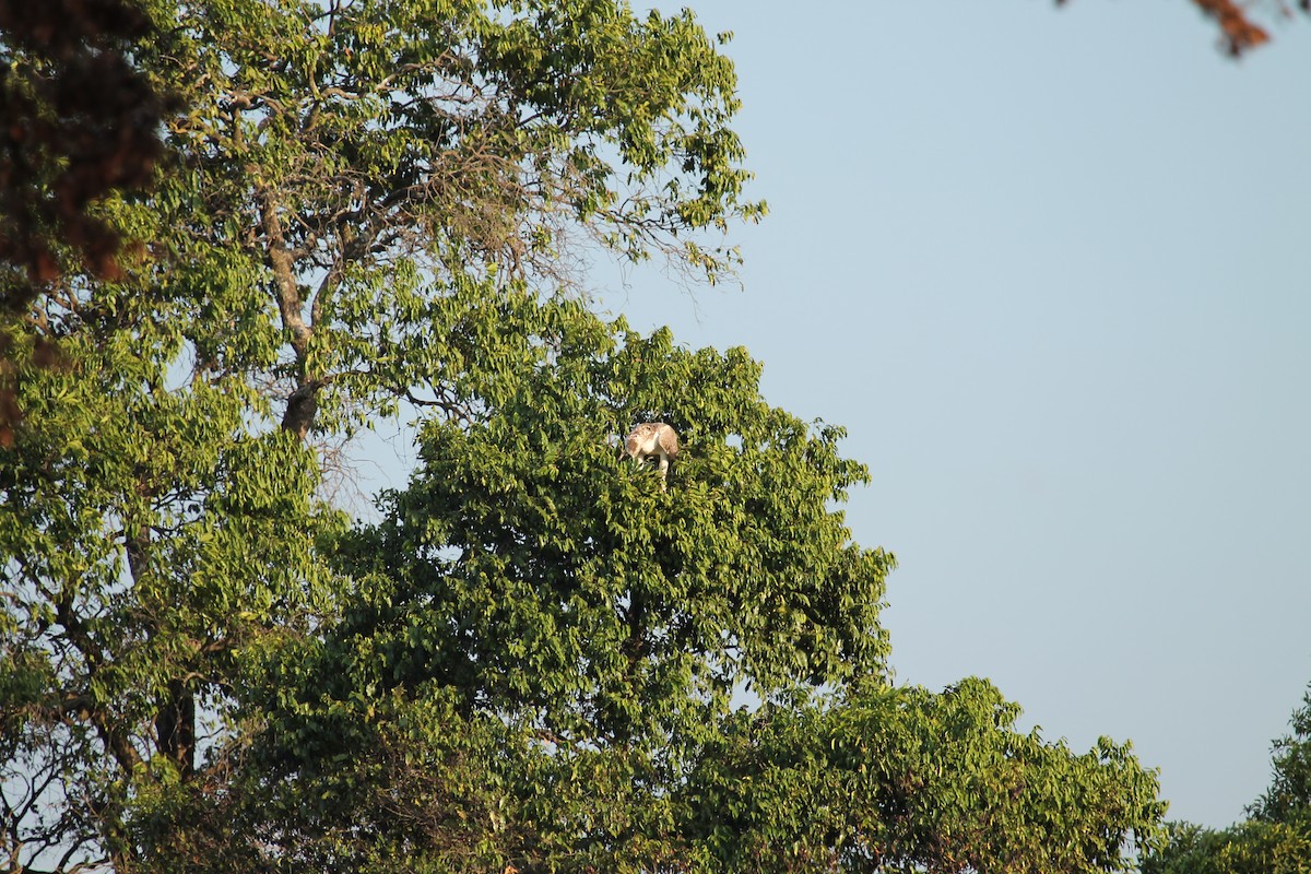 Martial Eagle - ML109190301