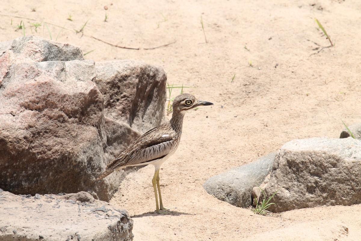 Water Thick-knee - ML109190321