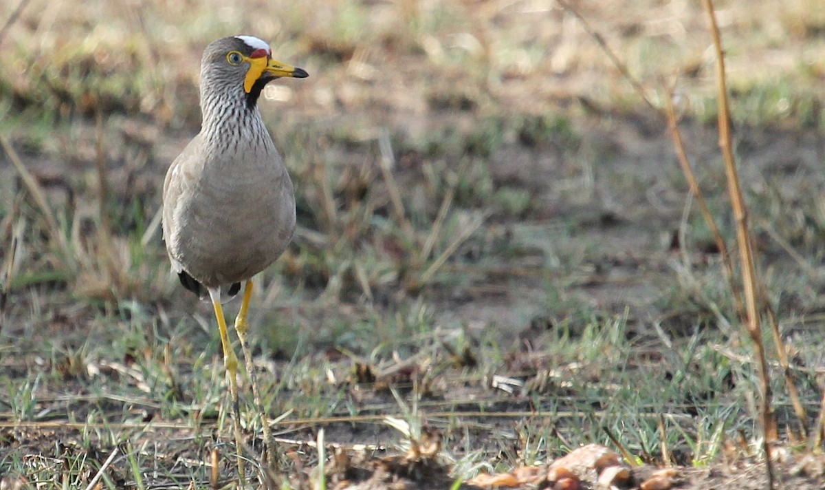 Wattled Lapwing - ML109191761