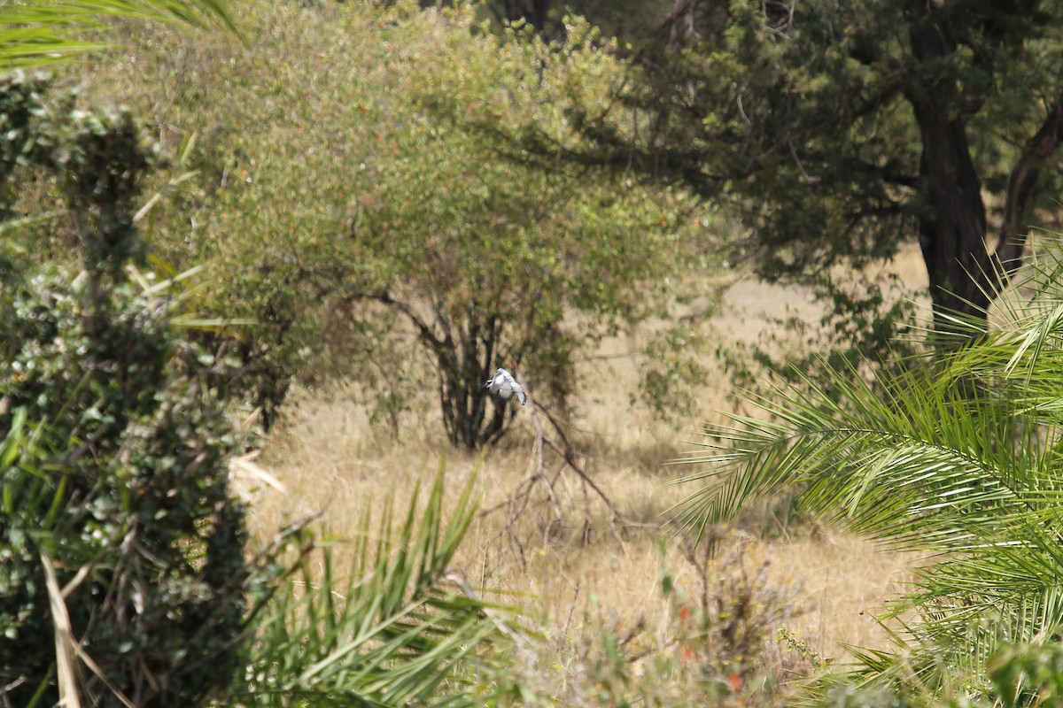 Pied Kingfisher - ML109192081