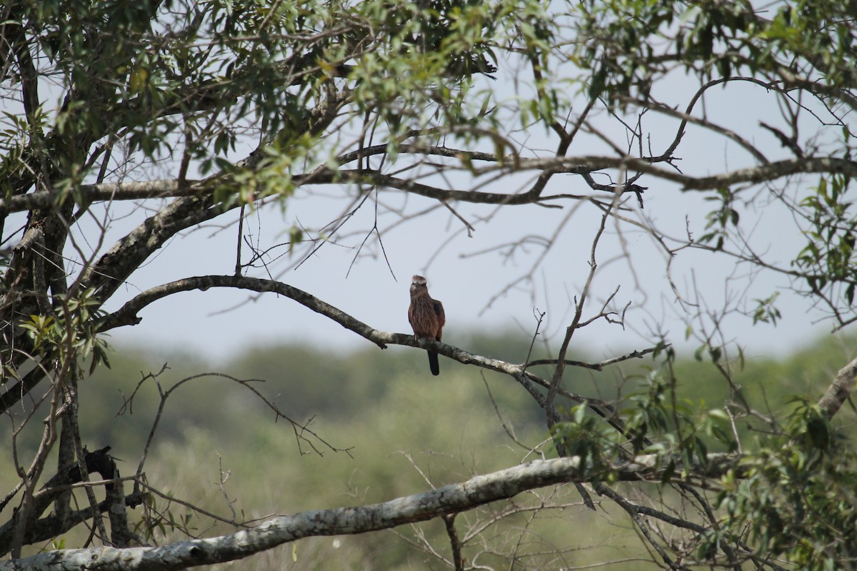 Rufous-crowned Roller - ML109192091