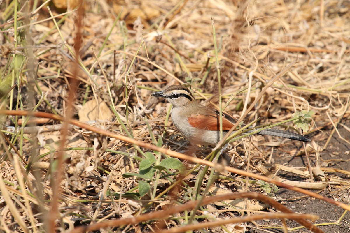 Brown-crowned Tchagra - ML109192681