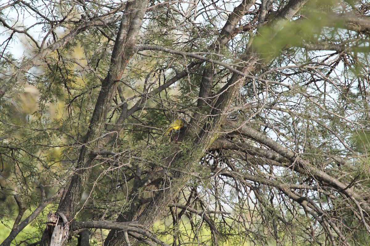 Gray-headed Bushshrike - ML109192741