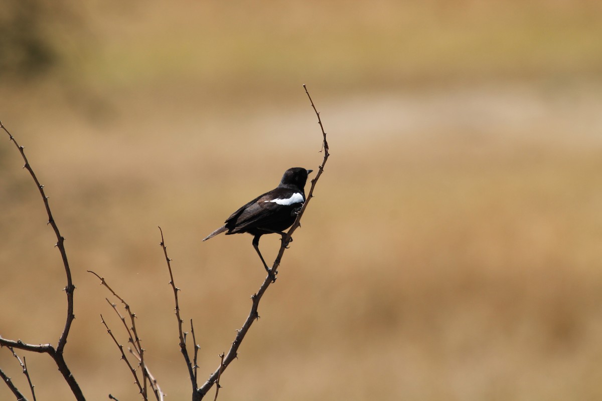 Zorzal Hormiguero Negro - ML109193321