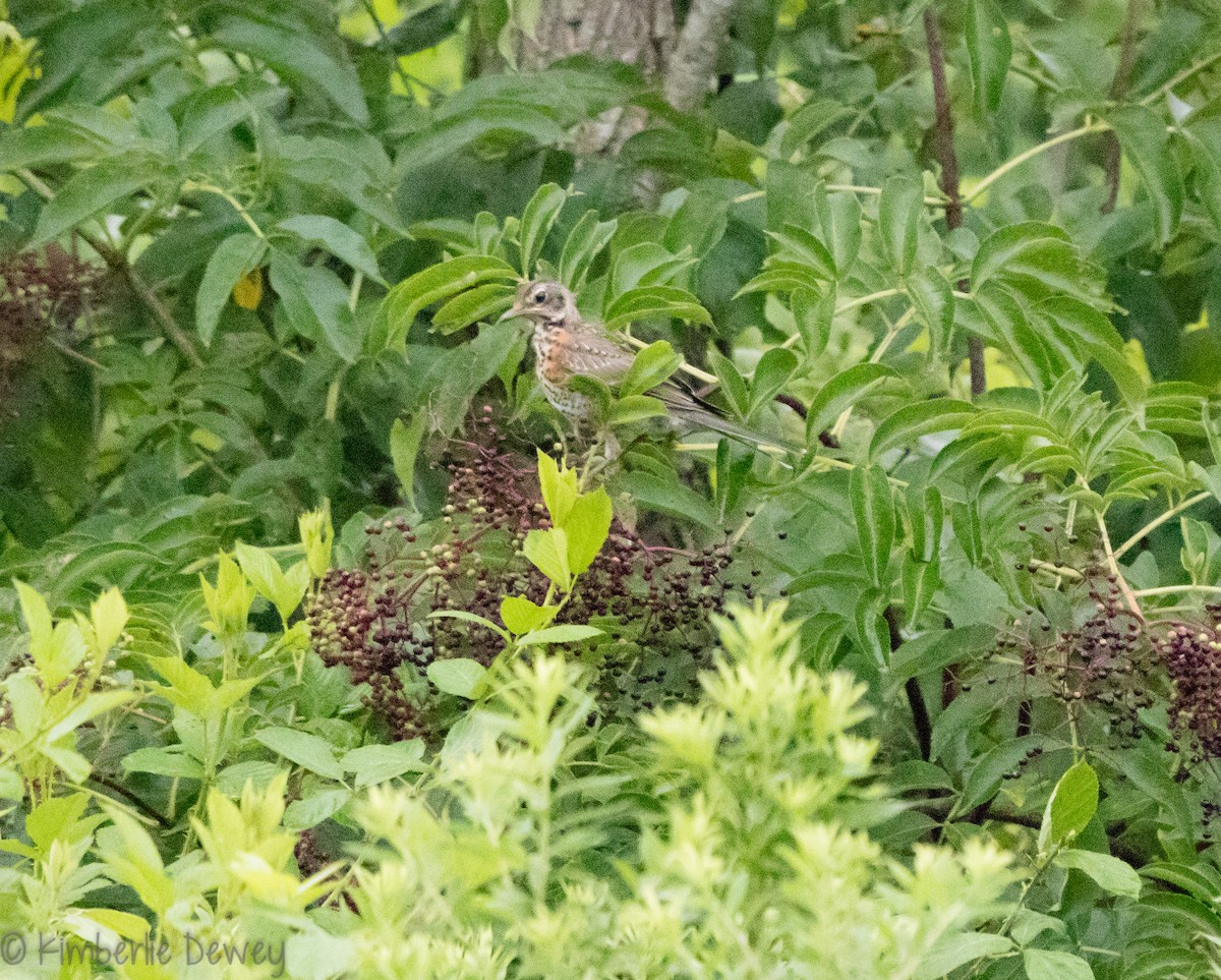 American Robin - ML109193351