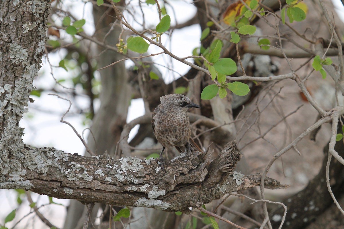 Black-lored Babbler - ML109193421