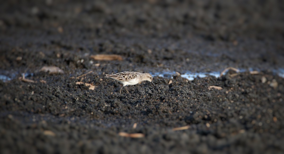 Semipalmated Sandpiper - ML109193901